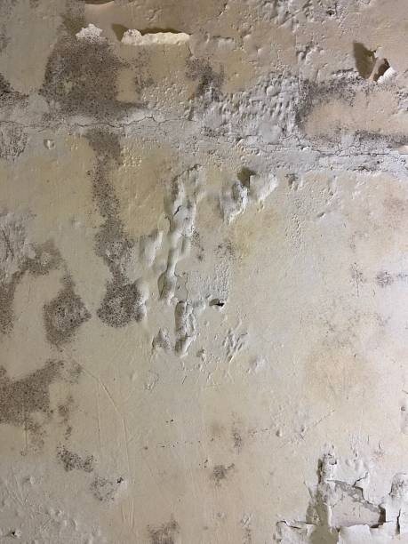 Best Bathroom Mold Remediation in Black Hammock, FL