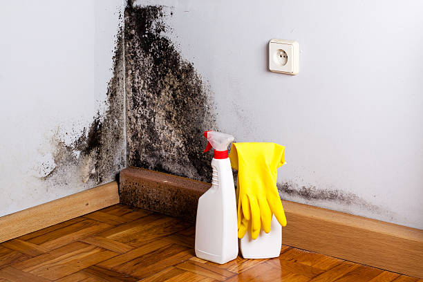 Best Residential Mold Remediation in Black Hammock, FL
