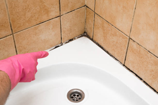 Best White Mold Remediation in Black Hammock, FL